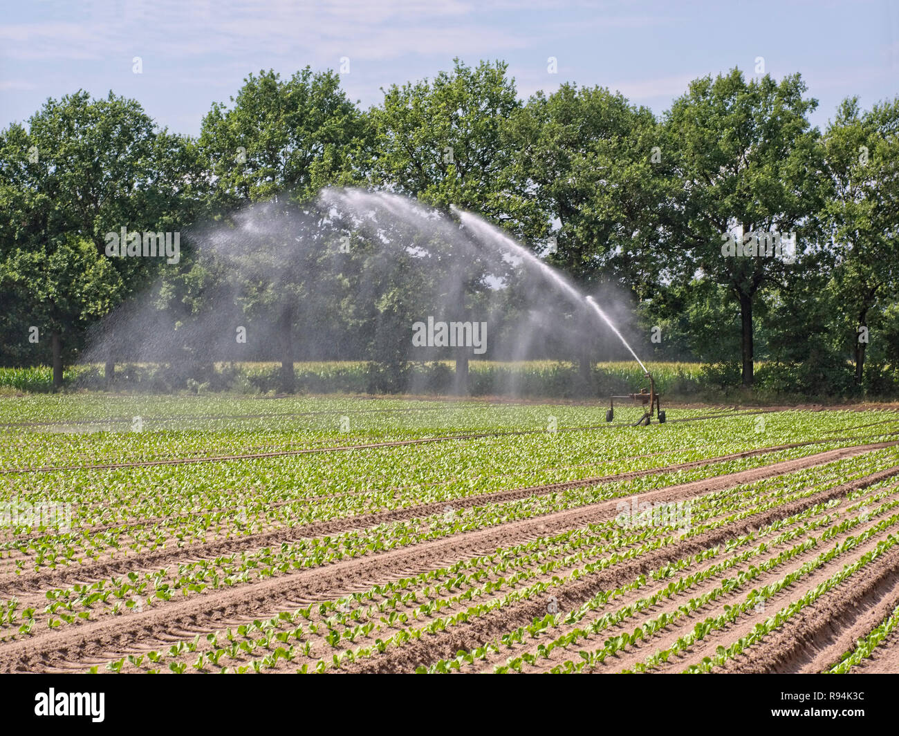 Sprinkler bewässern ein Gemüse Feld in der Elbmarsch, Niedersachsen, Deutschland. Stockfoto