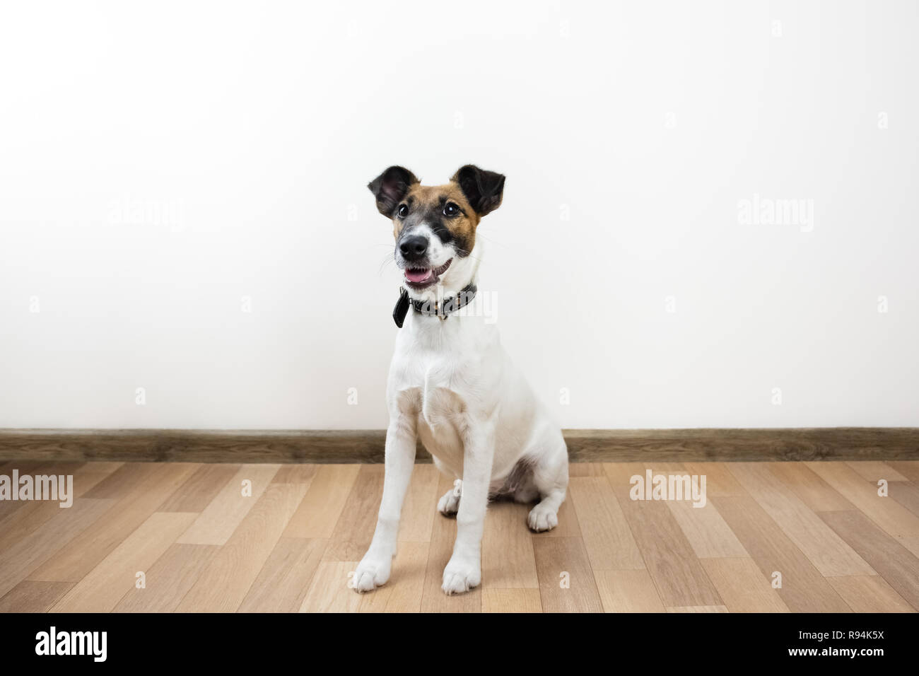 Nett und lustig Smooth Fox Terrier Welpen sitzt auf dem Boden. Junger Hund zu Hause posieren in weißen Hintergrund innen ausgebildet Stockfoto