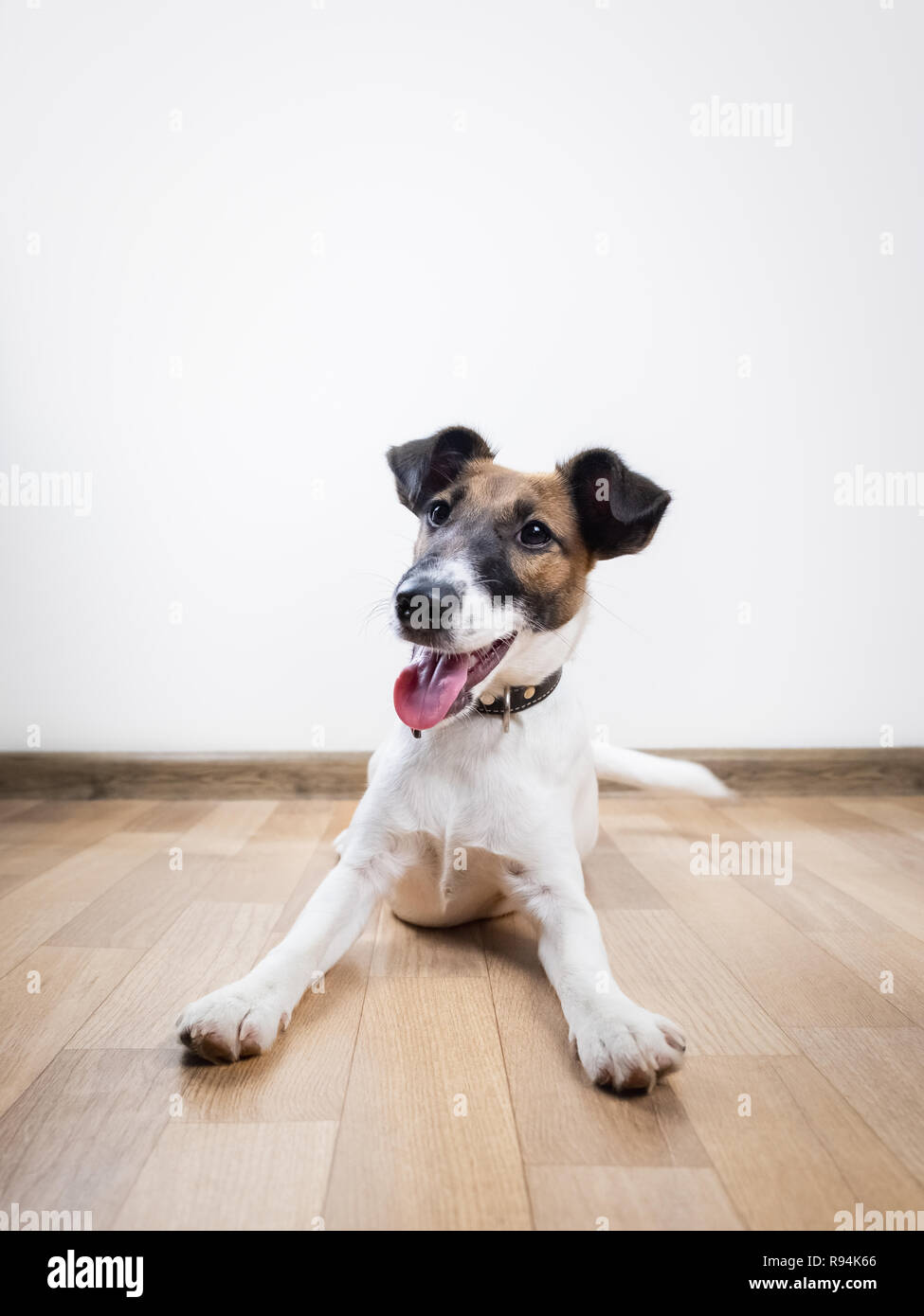 Nett und lustig Smooth Fox Terrier Welpen legt auf dem Boden. Junger Hund zu Hause posieren in weißen Hintergrund innen ausgebildet Stockfoto