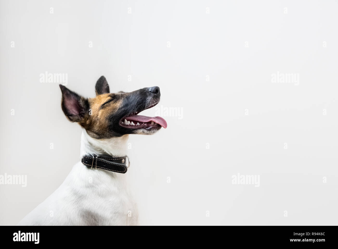 Süße kleine Fox Terrier Welpen mit geschlossenen Augen lächeln auf weißen Hintergrund. Porträt der jungen reinrassigen Hund im Studio Hintergrund isoliert Stockfoto