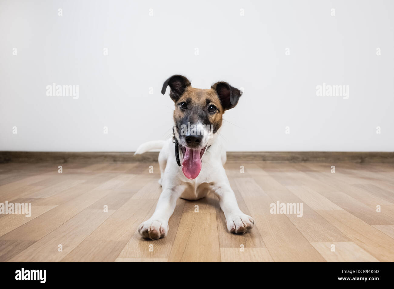 Nett und lustig Smooth Fox Terrier Welpen legt auf dem Boden. Junger Hund zu Hause posieren in weißen Hintergrund innen ausgebildet Stockfoto