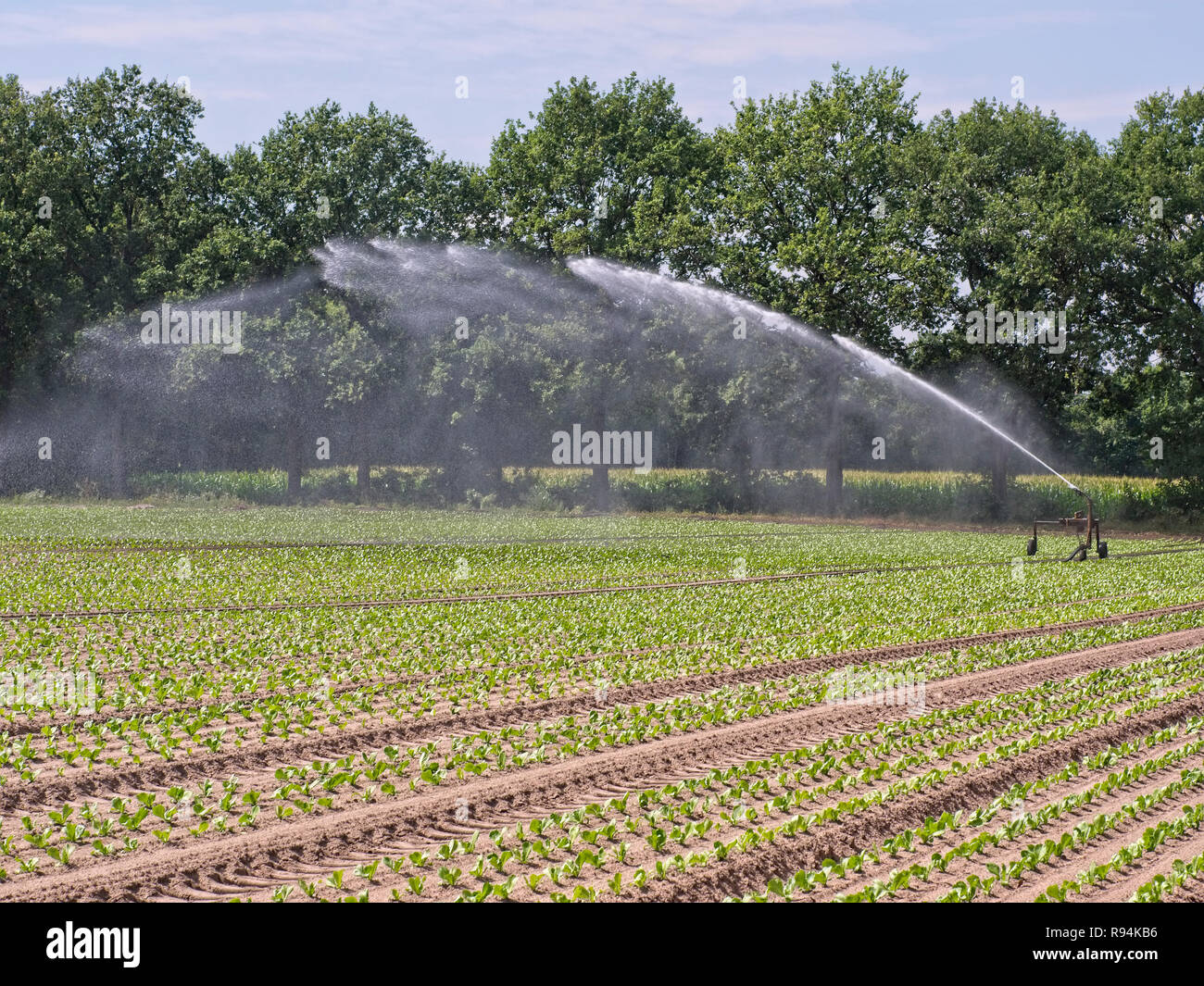 Sprinkler bewässern ein Gemüse Feld in der Elbmarsch, Niedersachsen, Deutschland. Stockfoto
