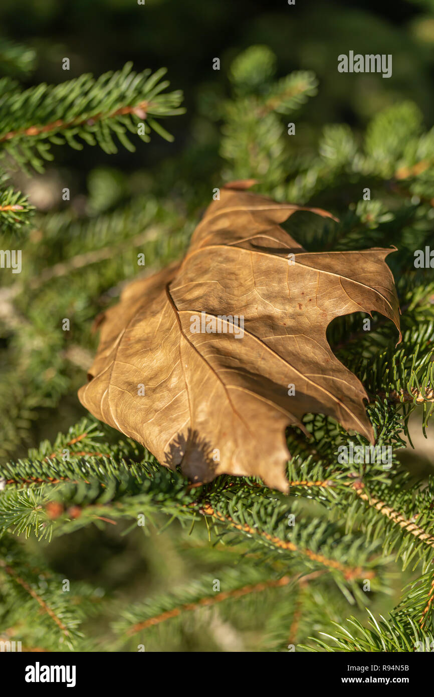 Herbst Ahorn Blatt auf den Zweigen der an einem sonnigen Tag, Makro Fichte, der Kontrast von Farben und im letzten Herbst und den kommenden Winter Stockfoto