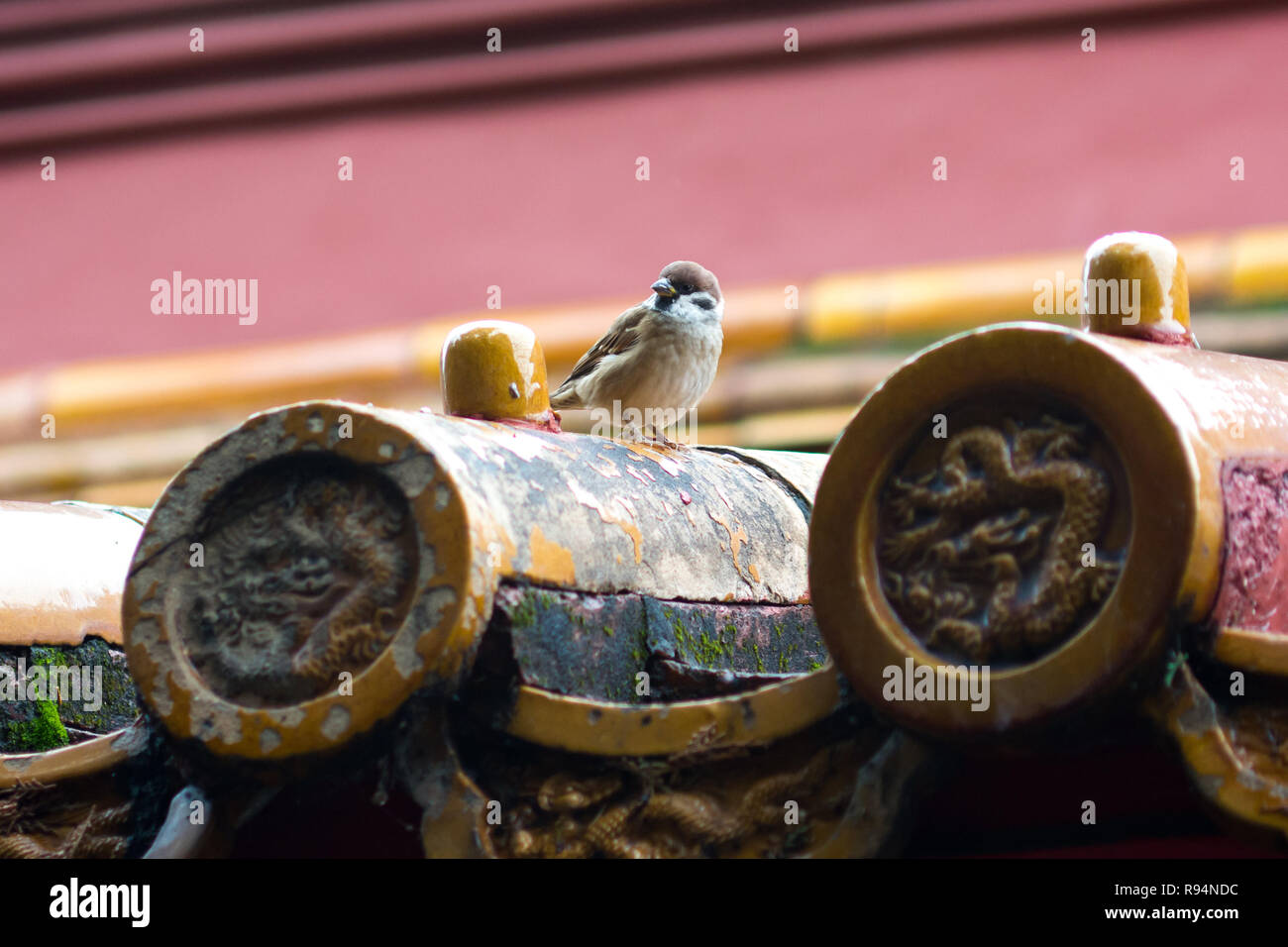 Nahaufnahme der Vogel auf chinesischen Dachziegel Stockfoto
