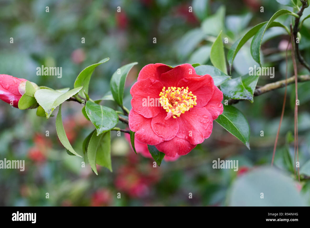 Camellia japonica 'Alexander Jäger' Blume. Stockfoto