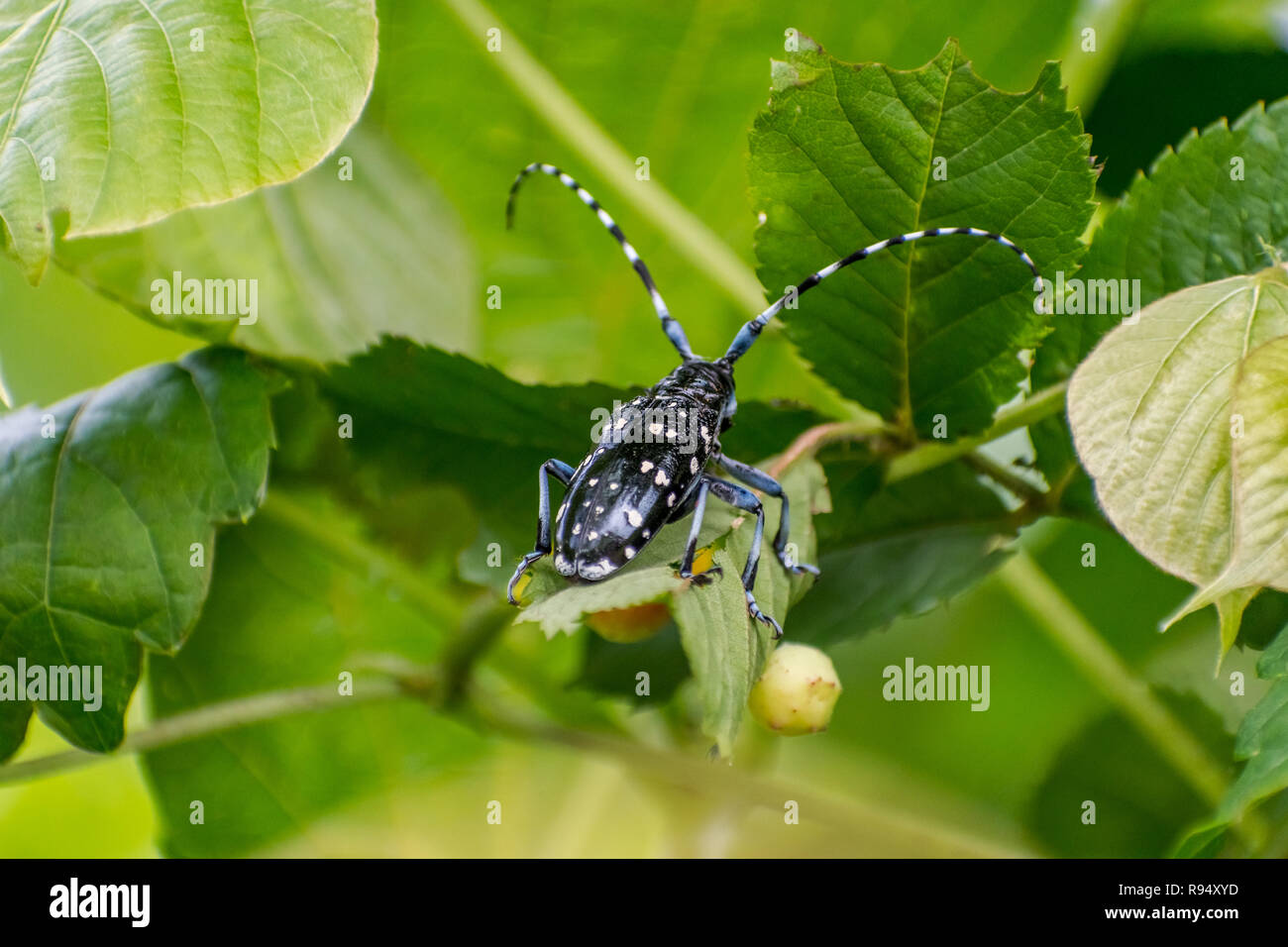 Asiatische Langhörnigen Käfer [Anoplophora glabripennis] Stockfoto