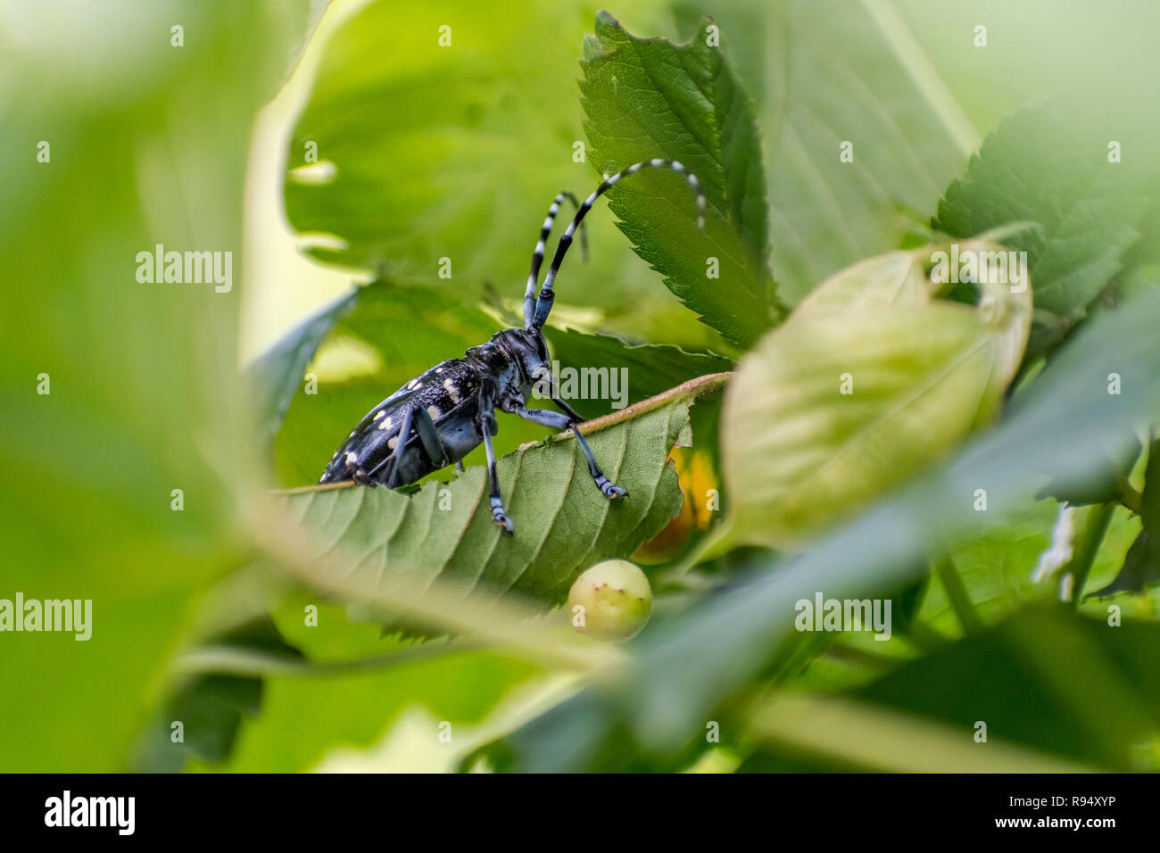 Asiatische Langhörnigen Käfer [Anoplophora glabripennis] Stockfoto