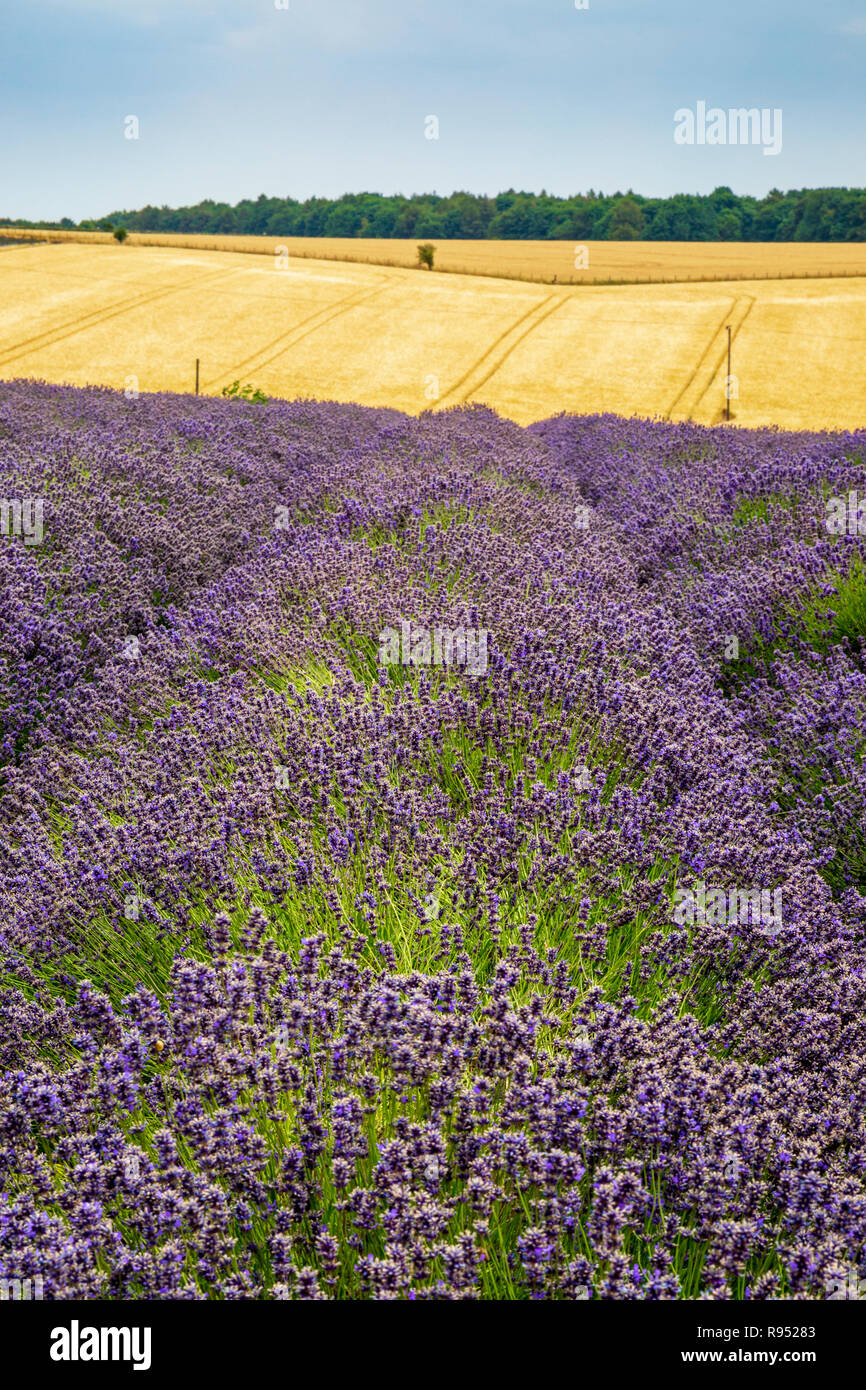 Einem Lavendelfeld in der englischen Landschaft Stockfoto