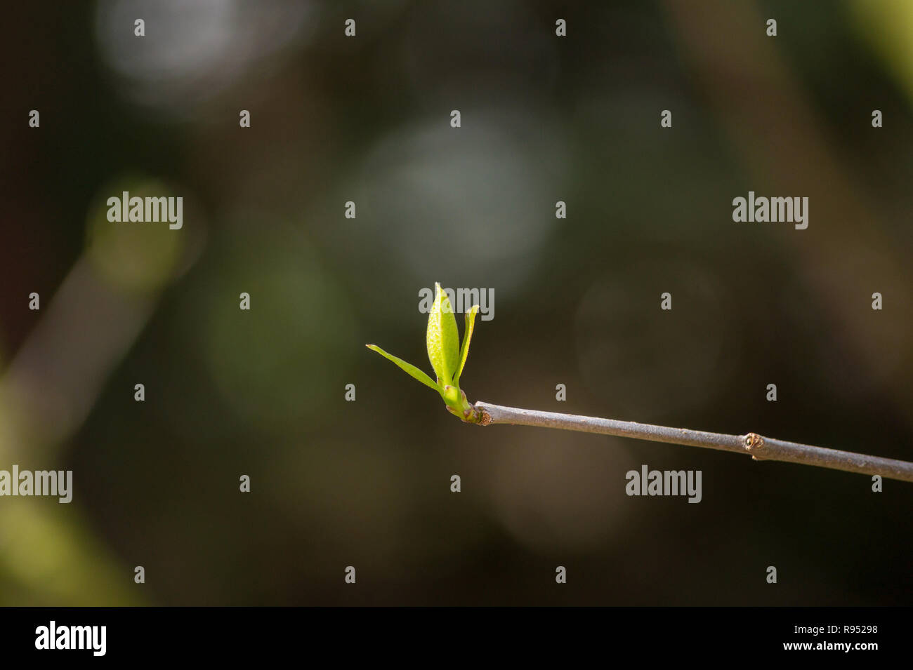 In der Nähe von blühenden Äste einer Kastanie im Frühjahr. Stockfoto