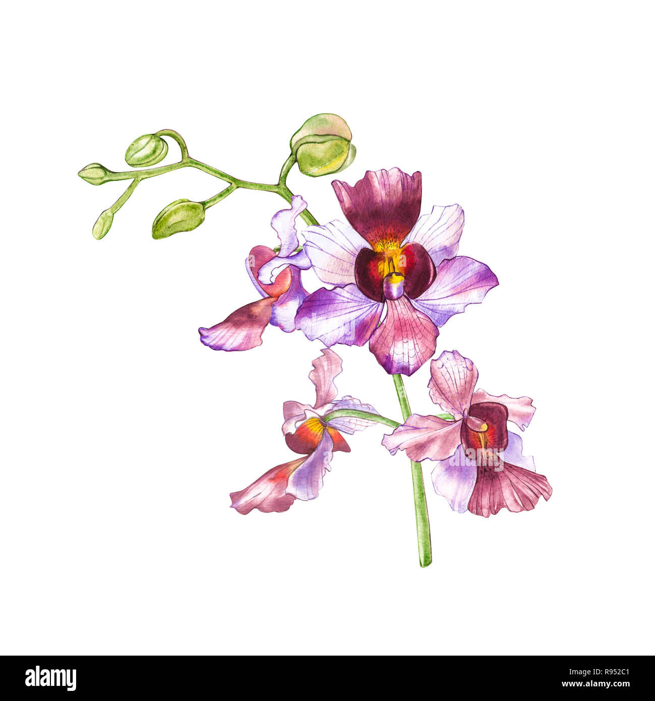 Aquarell Orchidee Zweig Hand Gezeichnet Floraler Abbildung Auf Einem Wei en Hintergrund Flora 