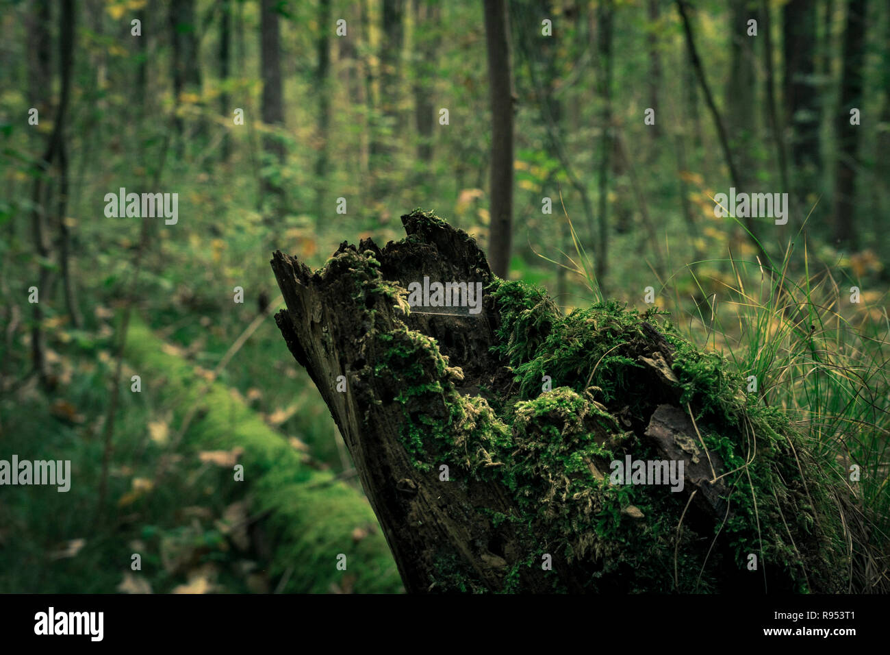 Nahaufnahme einer moosigen Baum mit grünen Moos. Stockfoto