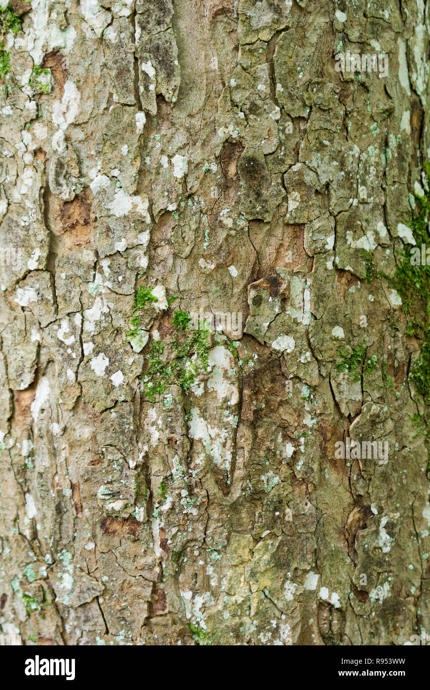 Nahaufnahme einer moosigen Baum mit Flechten. Stockfoto