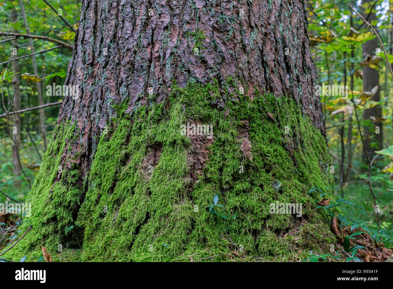 Nahaufnahme einer moosigen Baum mit grünen Moos. Stockfoto