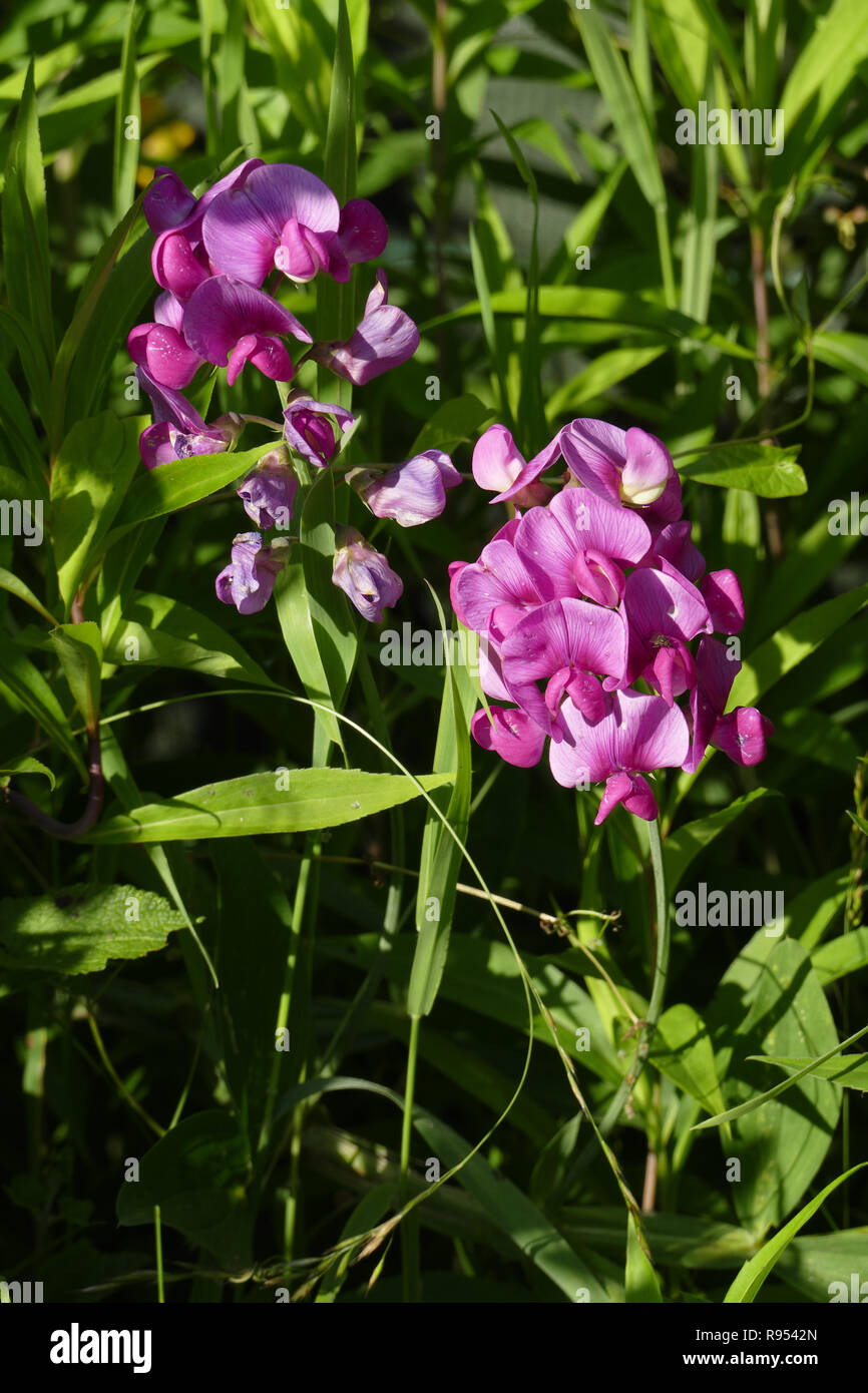 Mehrjährig Sweet pea (mehrjährig Erbse, breites Blatt peavine, ewige Erbse, mehrjährig peavine (Lathyrus Latifolius) Blühende (Suzanne's Garden, FR). Stockfoto