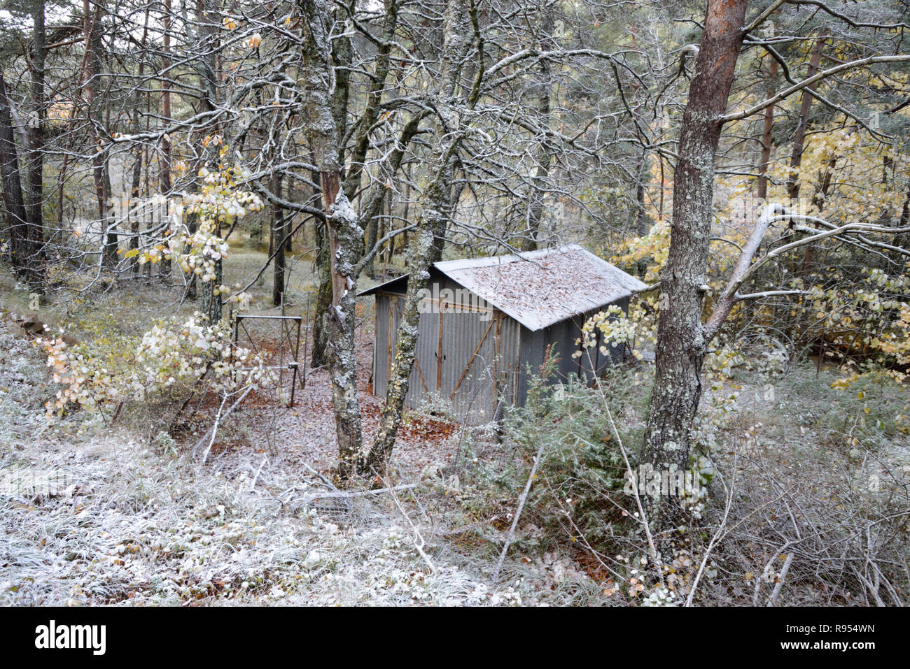 Wellblech Hütte im frostigen Wald Stockfoto