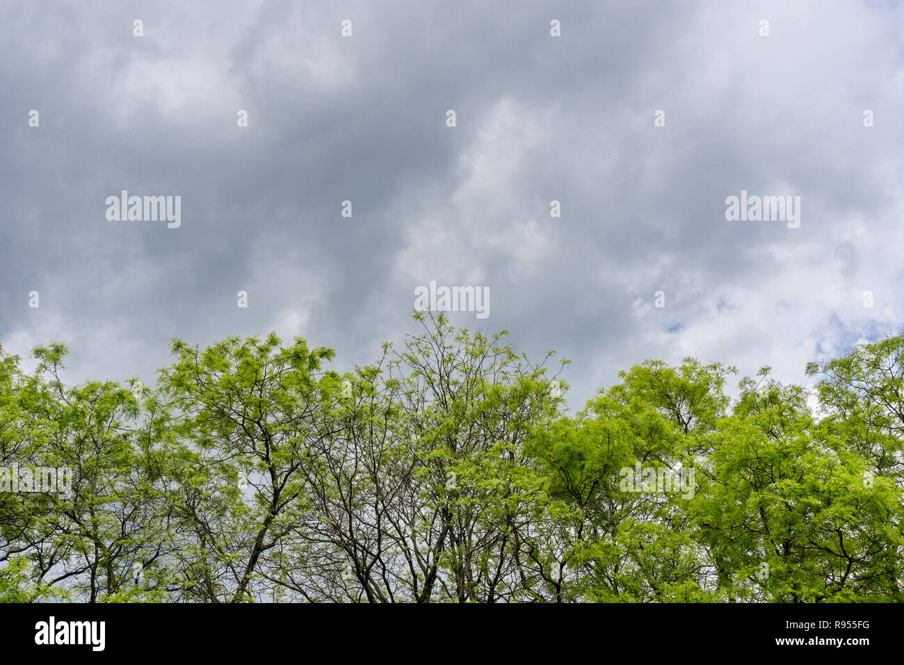 Blick auf große Bäume mit grünen Baumkronen vor große graue Wolken Stockfoto