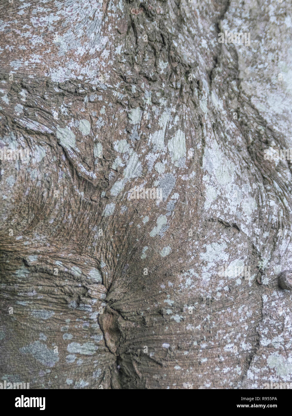 Nahaufnahme der herbstlichen Rinde einer Buche/Fagus sylvatica Baum. Baumrinde Nahaufnahme Stockfoto