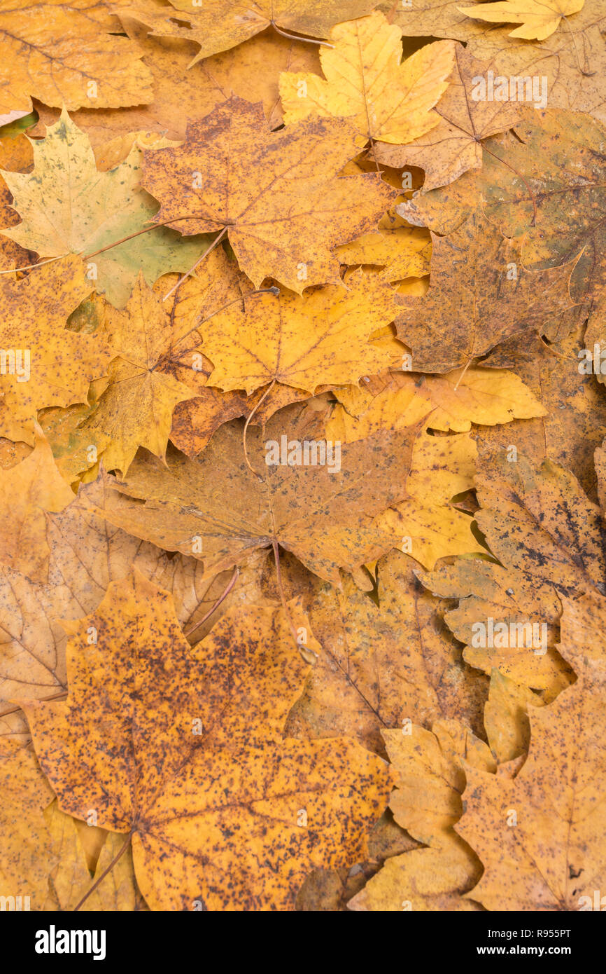 Herbstlichen Wurf der Bergahorn / Acer pseudoplatanus, plus Weitere, nicht-identifizierte Acer verlässt. Metapher Herbst, Herbst, Ende der Saison fallen. Stockfoto