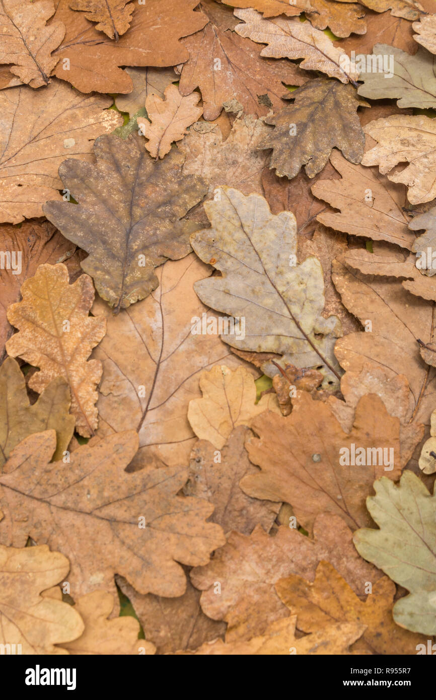 Tot herbstliche Eiche/Quercus Blätter auf dem Boden. Am Ende der Saison Metapher, oder im Herbst. Tote Blatt Textur. Stockfoto