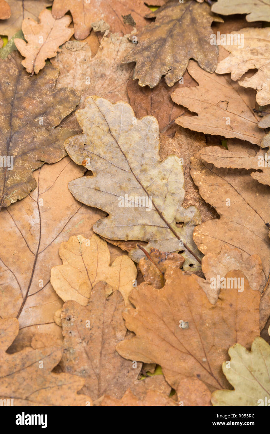 Tot herbstliche Eiche/Quercus Blätter auf dem Boden. Am Ende der Saison Metapher, oder im Herbst. Tote Blatt Textur. Stockfoto