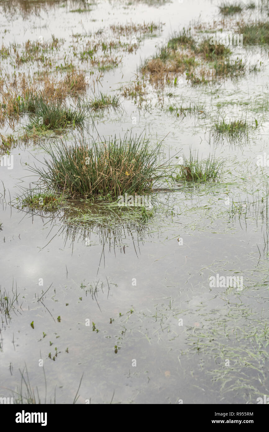 Verdammtes sumpfiges Feld mit Juncus Rush/Juncus Effusus Büscheln, die aus dem Hochwasserwasser herausragen. Trump "Drain the Swamp"-Metapher vielleicht unter Wasser Stockfoto