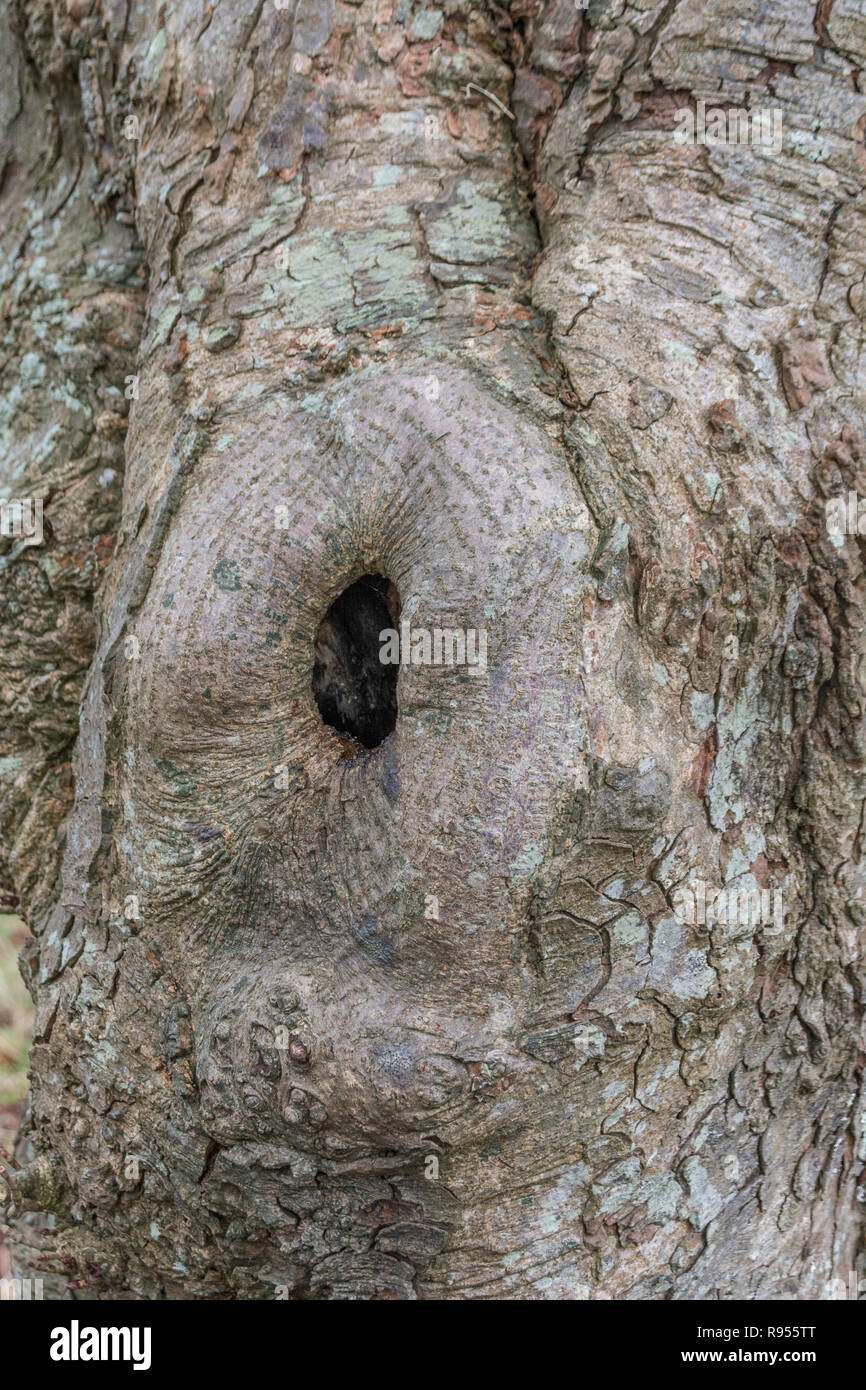 Horse-Chestnut/Aesculus hippocastanum Baumstamm mit Baum hohl und Rinde detail. Baumrinde hautnah. Stockfoto