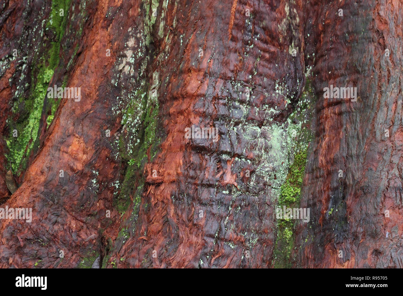 Nahaufnahme der Stamm eines riesigen Redwood Baum auf der Waikamoi Naturlehrpfad in Maui, Hawaii Stockfoto