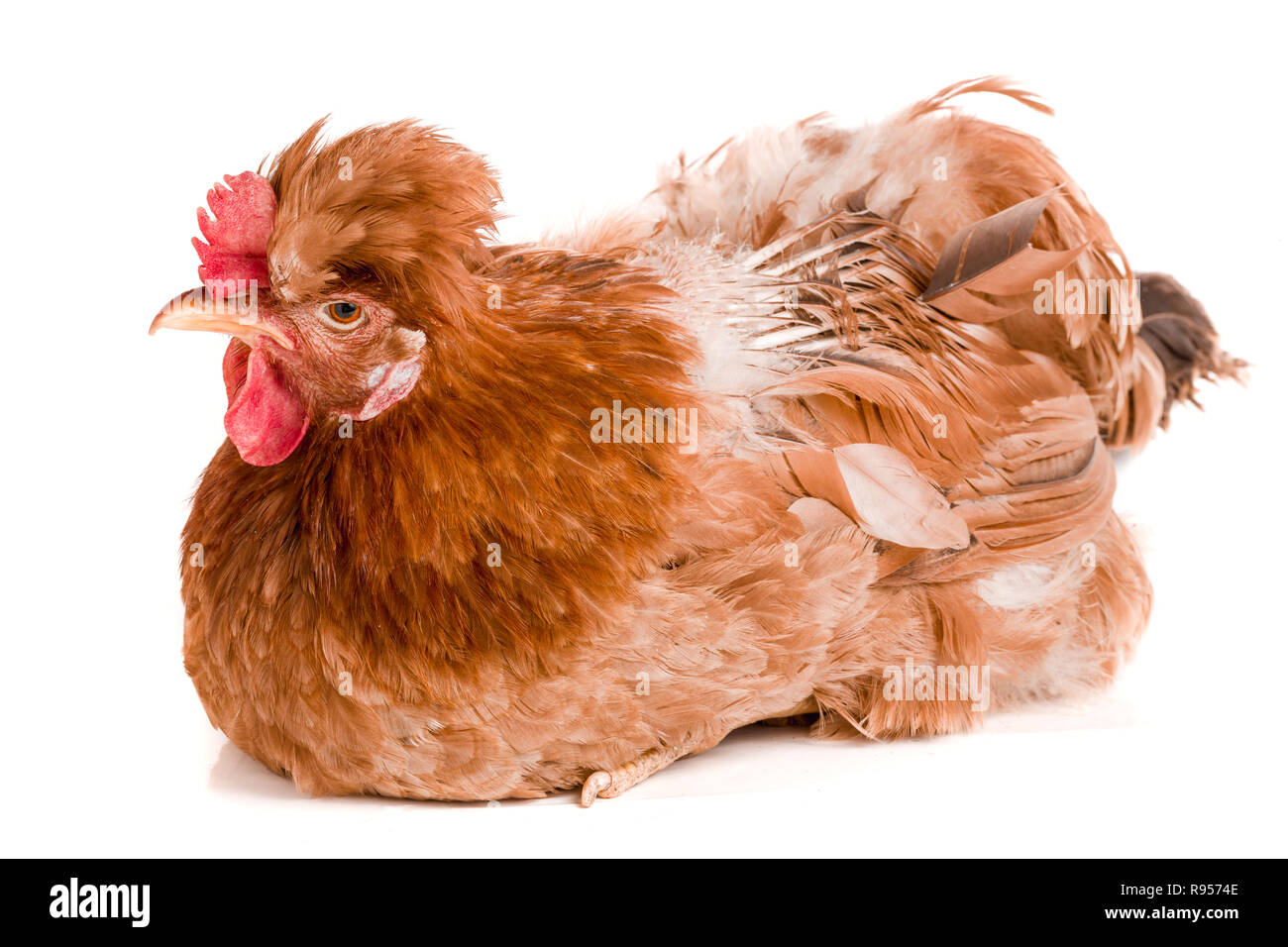 Porträt eines braunen Huhn auf weißem Hintergrund Stockfoto