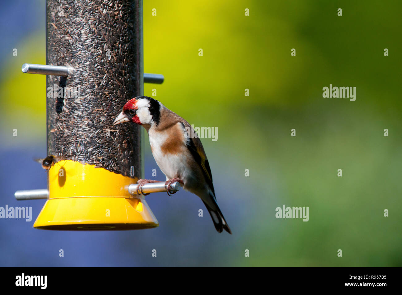 Goldfinch auf einem nyjer Vogelfutter Zuführung in einem Garten. Großbritannien Stockfoto