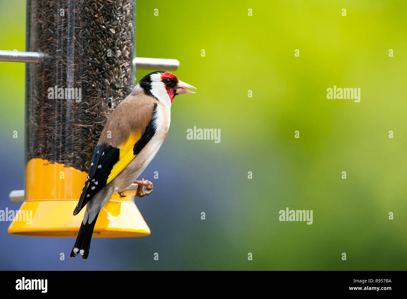 Goldfinch auf einem nyjer Vogelfutter Zuführung in einem Garten. Großbritannien Stockfoto