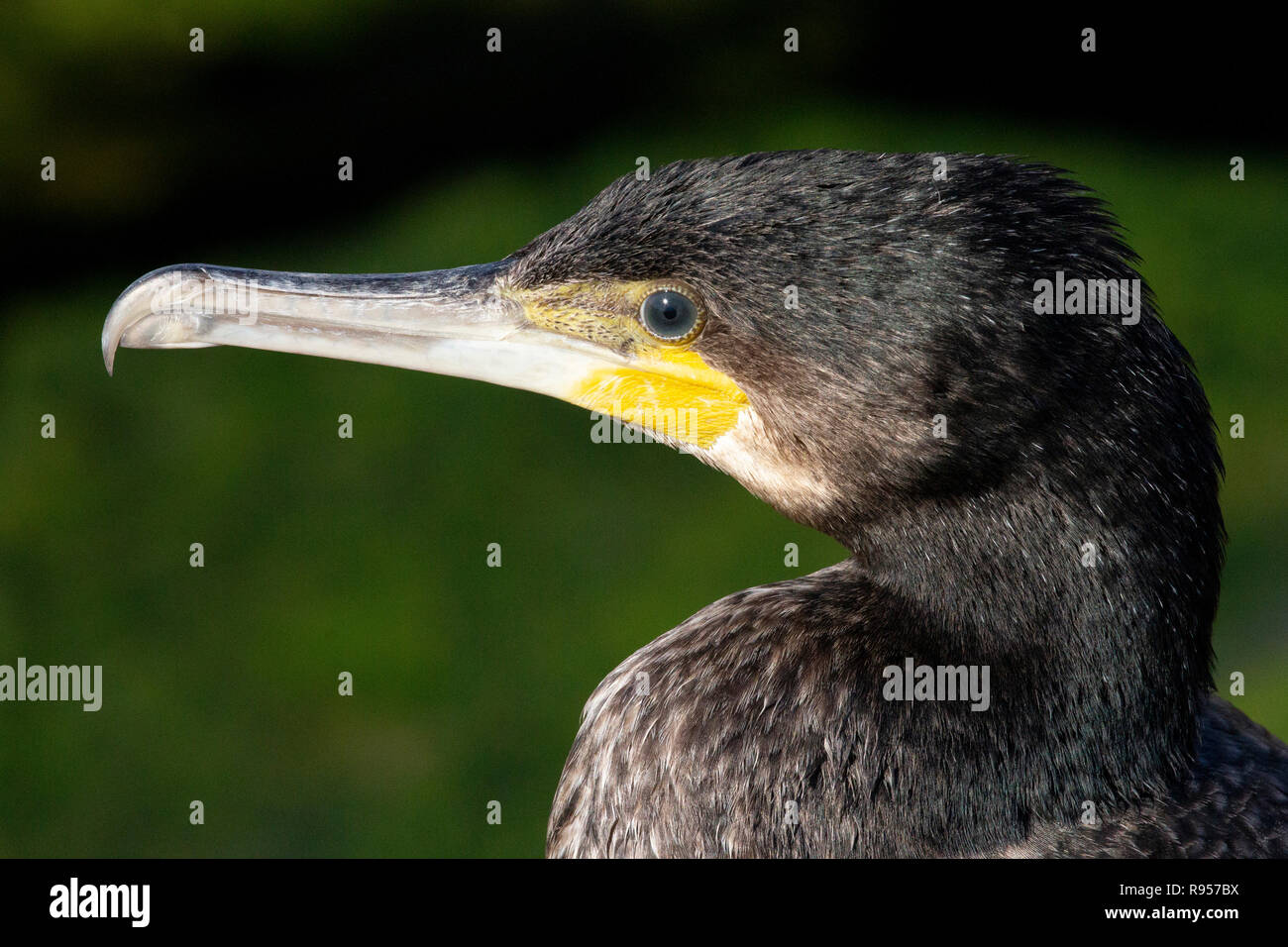 31+ Großer Schwarzer Vogel Am Teich, Die schönheit und vielfalt der