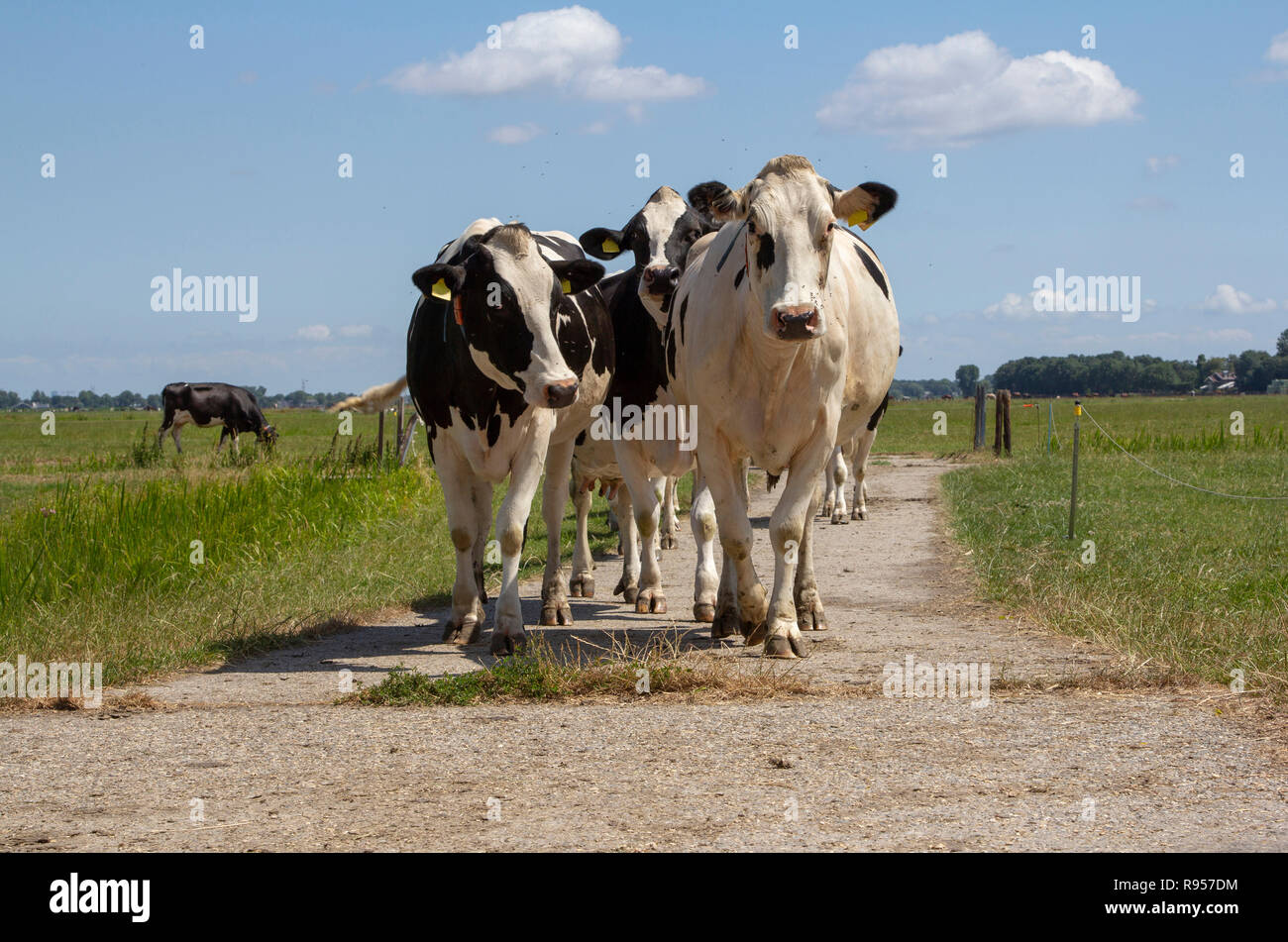 Herde der schwarze und weiße Kühe in einem Pfad gehen in einer Weide und einige Zaunpfosten. Stockfoto