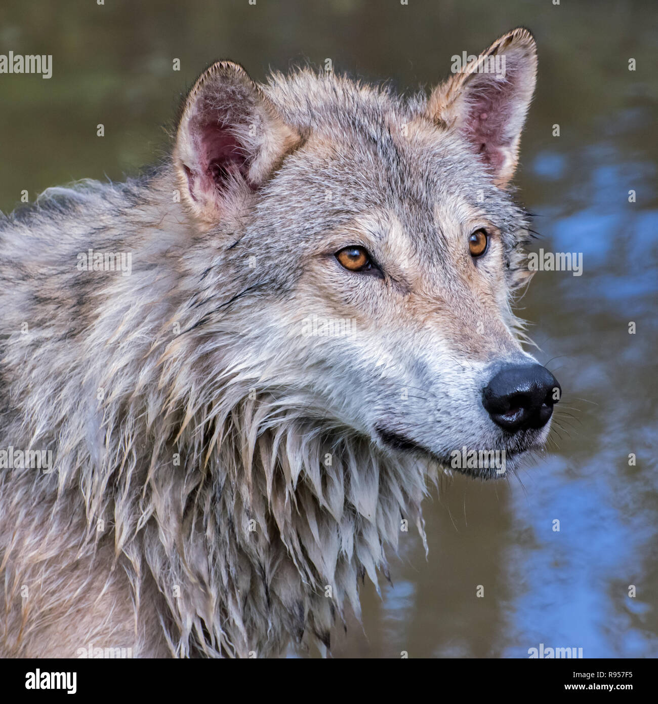 Porträt eines nassen Tundra Wolf Stockfoto