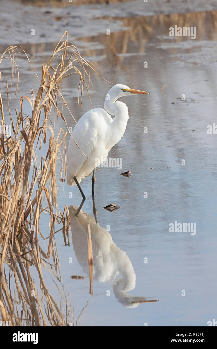 Ein Statuesque große erget zeigt seine eleganten weißen Gefieder beim Verstecken in der Nähe von getrockneten See Schilf. Stockfoto