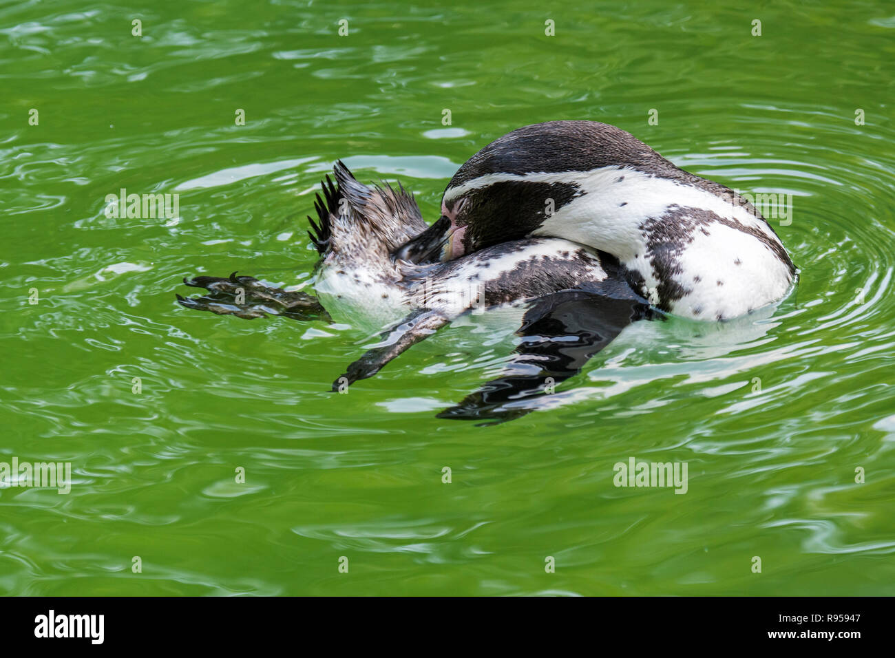 Humboldt Pinguin/peruanischen Penguin/patranca (Spheniscus Humboldti) Südamerikanische Pinguin putzen Federn beim Schwimmen Stockfoto