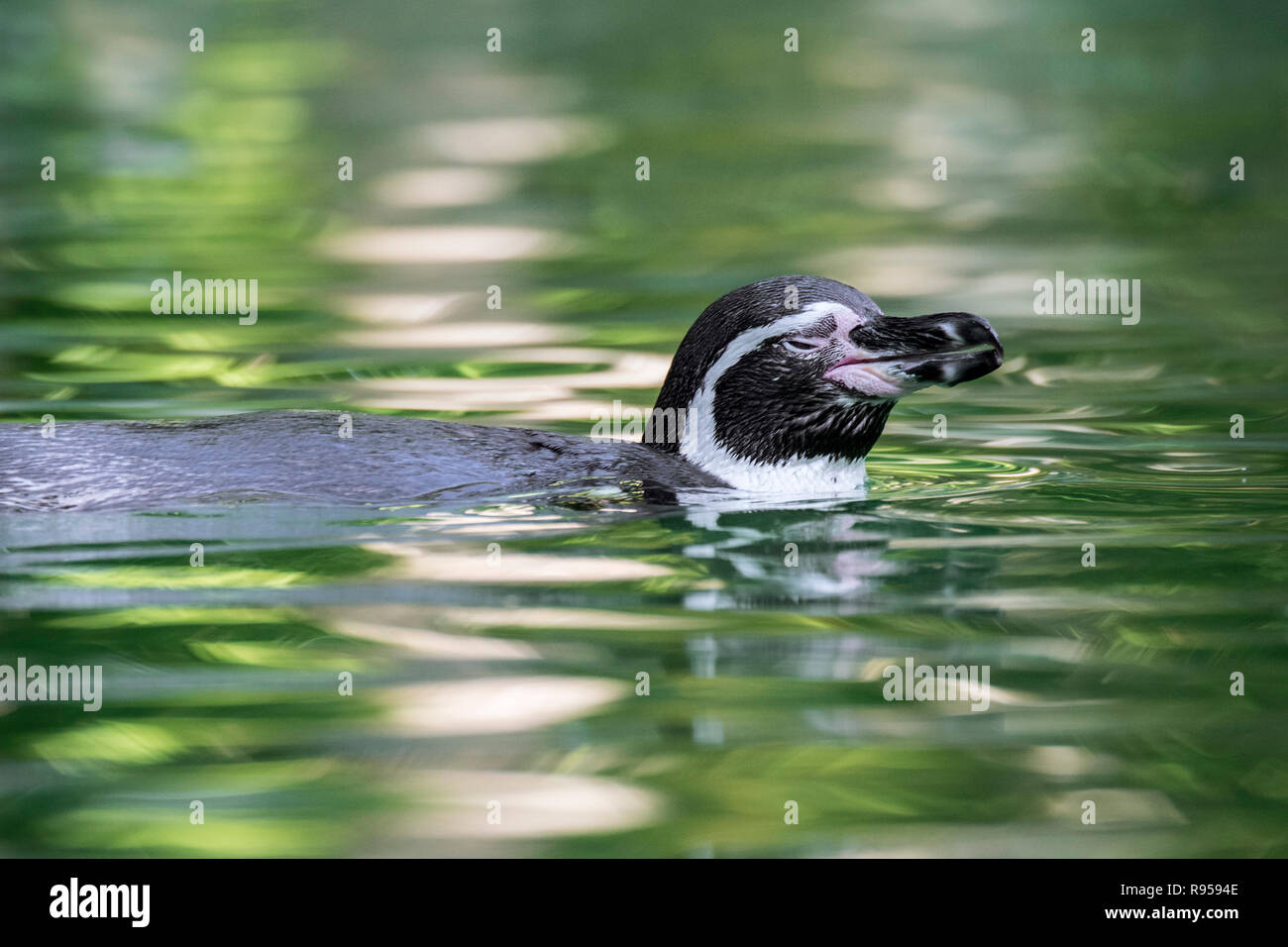 Humboldt Pinguin/peruanischen Penguin/patranca (Spheniscus Humboldti) Südamerikanische Pinguin schwimmen, native zur Küsten Chile und Peru. Stockfoto