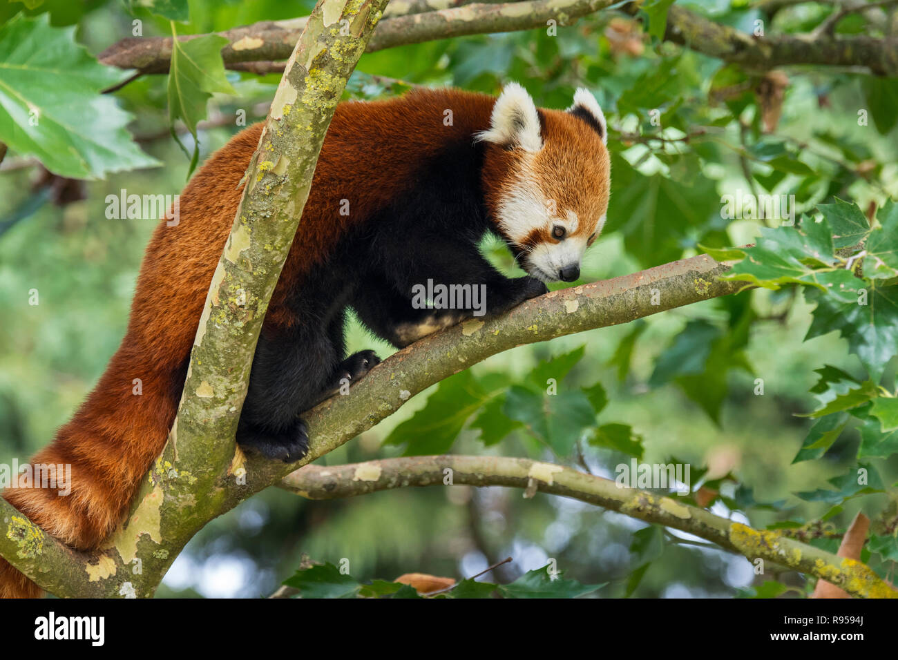 Red Panda/Lesser Panda (Ailurus fulgens) Nahrungssuche im Baum, beheimatet im östlichen Himalaya und im südwestlichen China Stockfoto