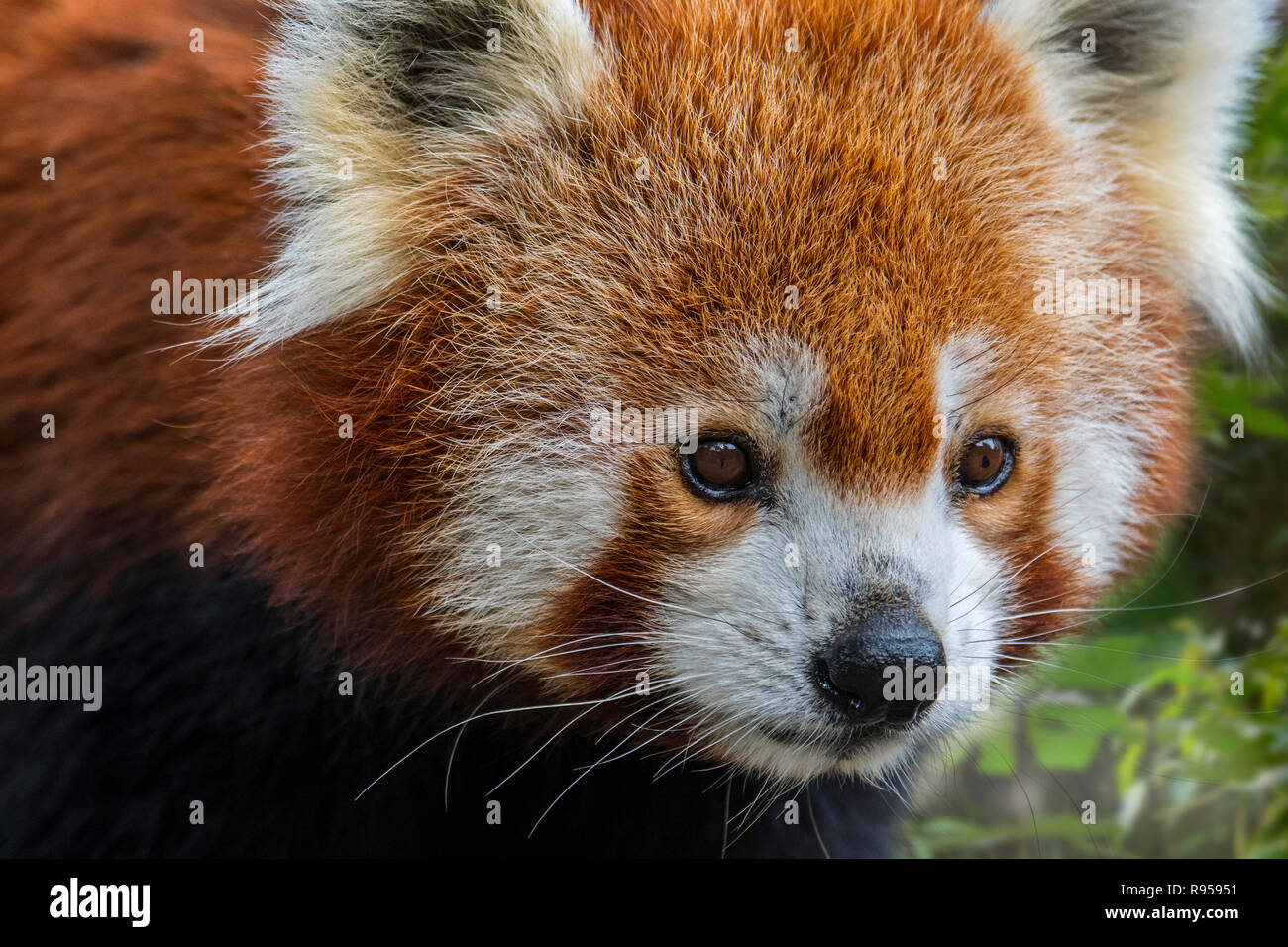 Nahaufnahme von roten Panda/Lesser Panda (Ailurus fulgens) native auf den östlichen Himalaya und im südwestlichen China Stockfoto