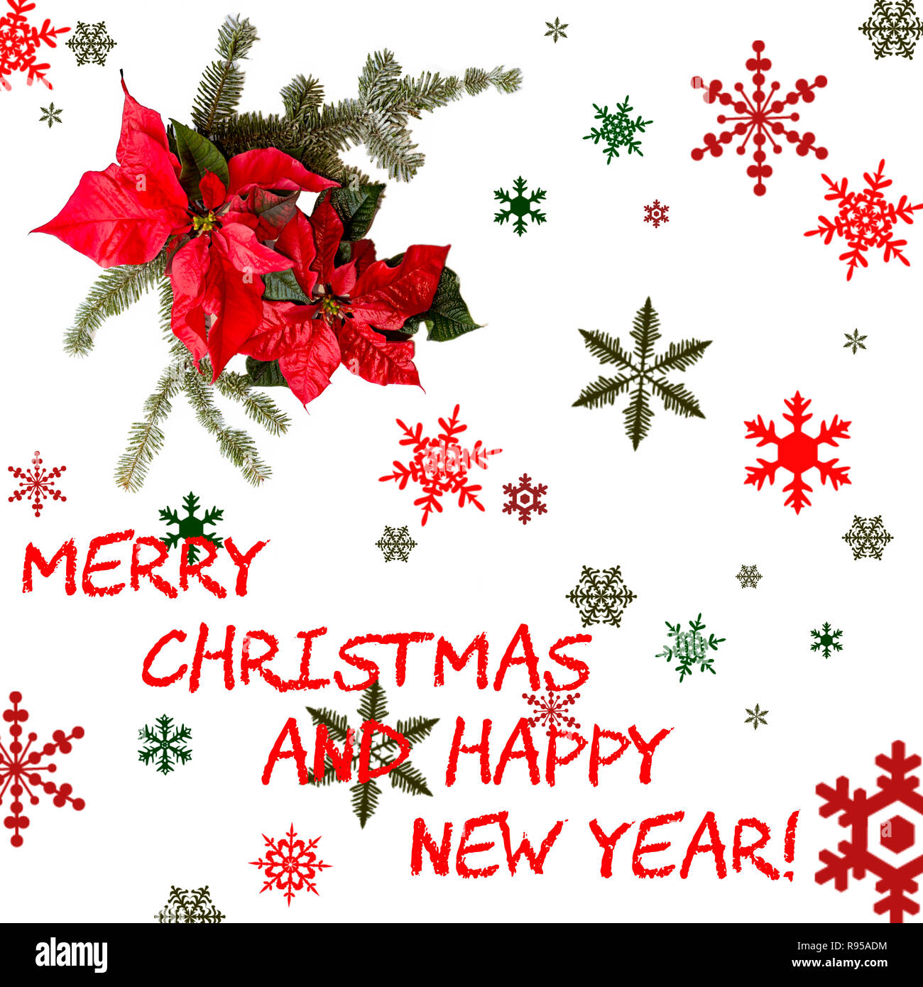 Weihnachtsstern Blume mit Tannenbaum und Schnee auf weißem Hintergrund. Grüße Weihnachtskarte. Postkarte. Der Weihnachtszeit. Rot, Weiß und Grün. "Merry Christma Stockfoto