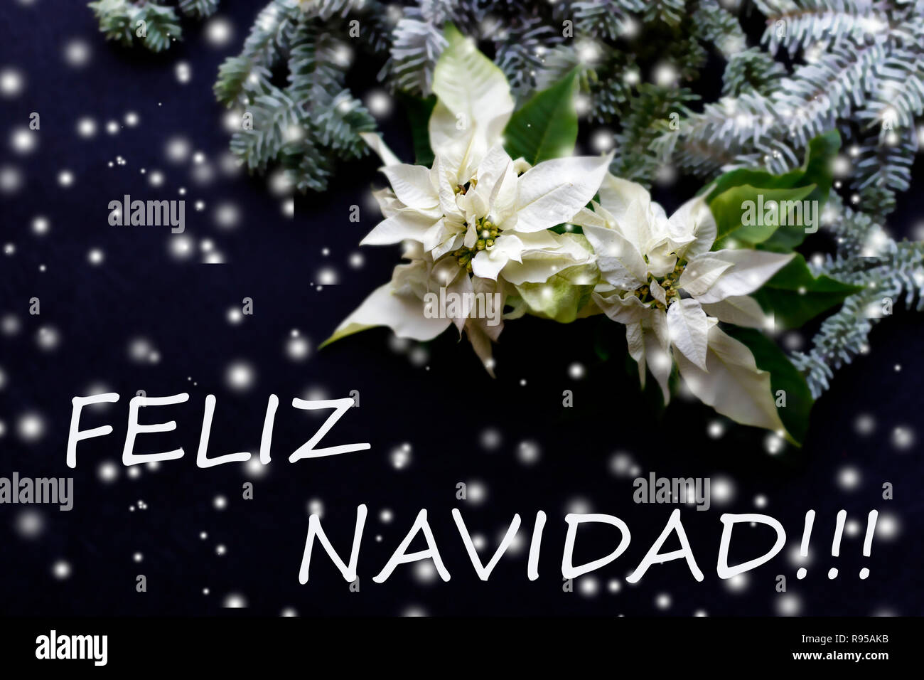 Weier Weihnachtsstern Blume mit Tannenbaum auf dunklem Hintergrund.  Elegante Postkarte. Weihnachtsgre Karte. Der Weihnachtszeit. "Feliz  Navidad Stockfotografie - Alamy