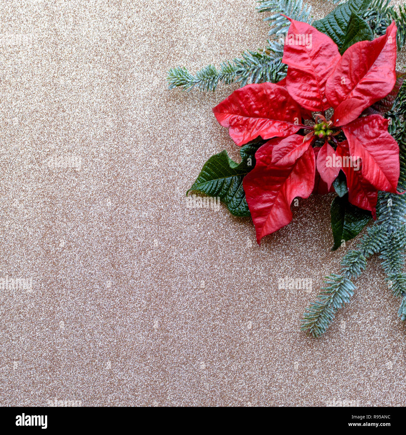 Rot Weihnachtsstern Blume Mit Tannenbaum Und Schnee Auf