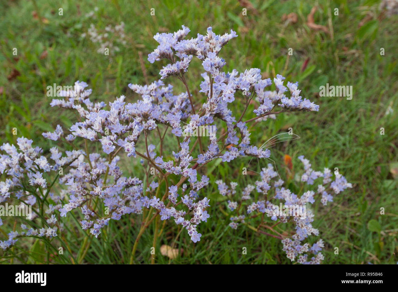 21.08.2012, Deutschland, Schleswig-Holstein, Reussenkoege-Der Gewoehnliche Strandflieder (Limonium vulgare), auch Halligflieder genannt, ist eine Pflanz Stockfoto