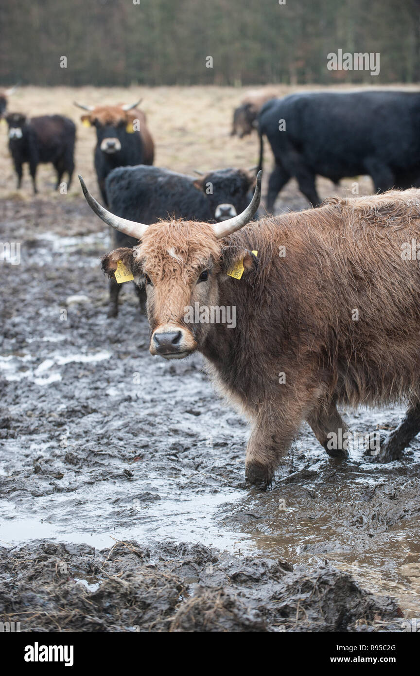 05.02.2013, Deutschland, Schleswig-Holstein, Aukrug - Heckrinder des Projekte ERNA im Naturpark Aukrug. ERNE e fuer Umfangreiche Robustrinderhaltung im N Stockfoto