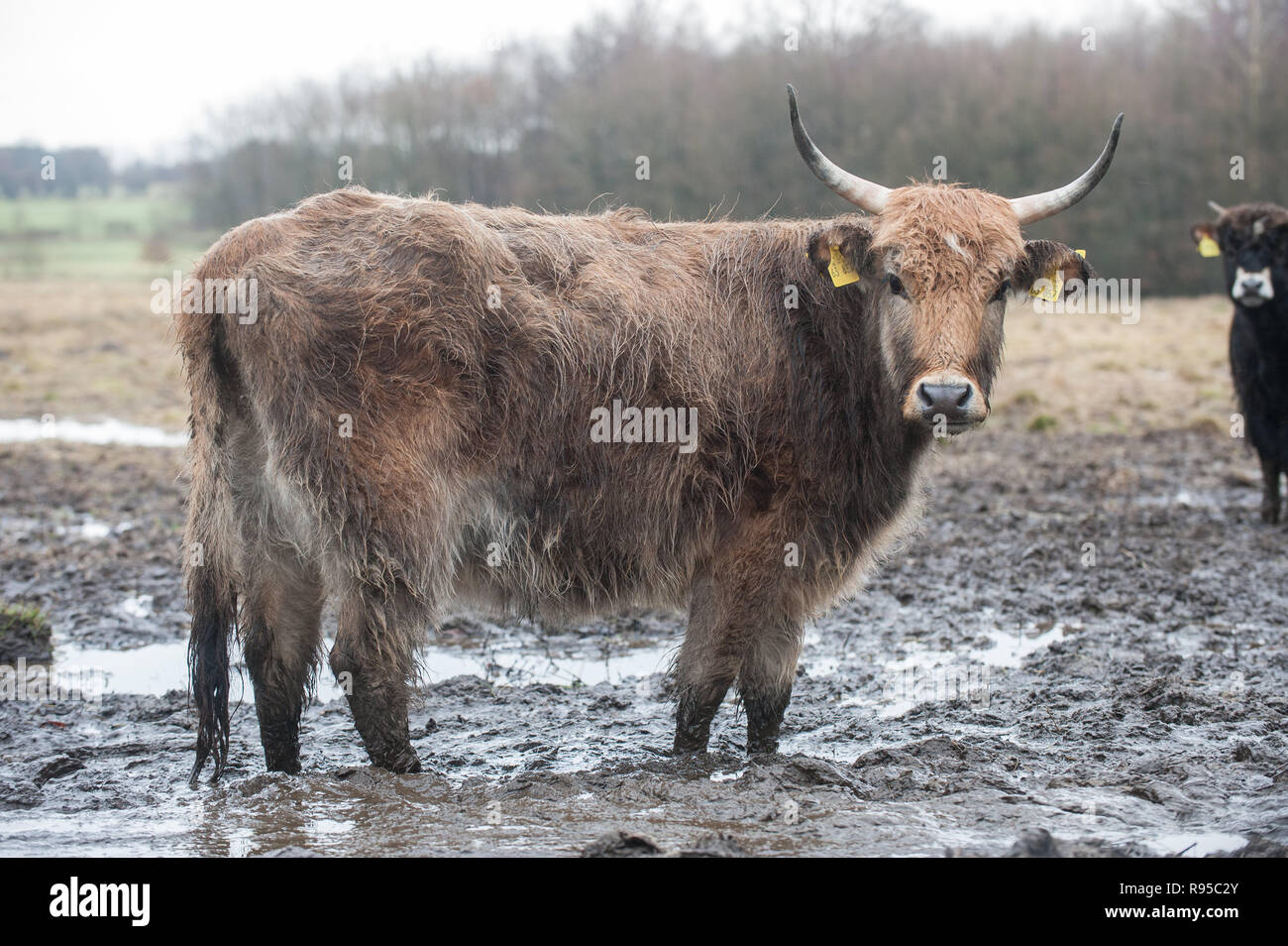 05.02.2013, Deutschland, Schleswig-Holstein, Aukrug - Heckrinder des Projekte ERNA im Naturpark Aukrug. ERNE e fuer Umfangreiche Robustrinderhaltung im N Stockfoto