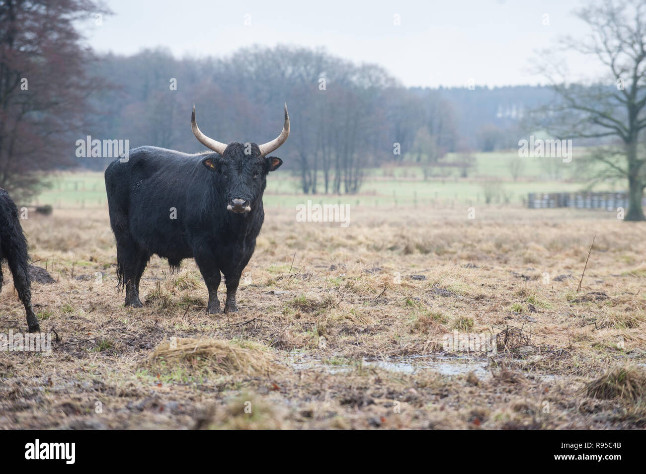 05.02.2013, Deutschland, Schleswig-Holstein, Aukrug - Heckrinder des Projekte ERNA im Naturpark Aukrug. ERNE e fuer Umfangreiche Robustrinderhaltung im N Stockfoto