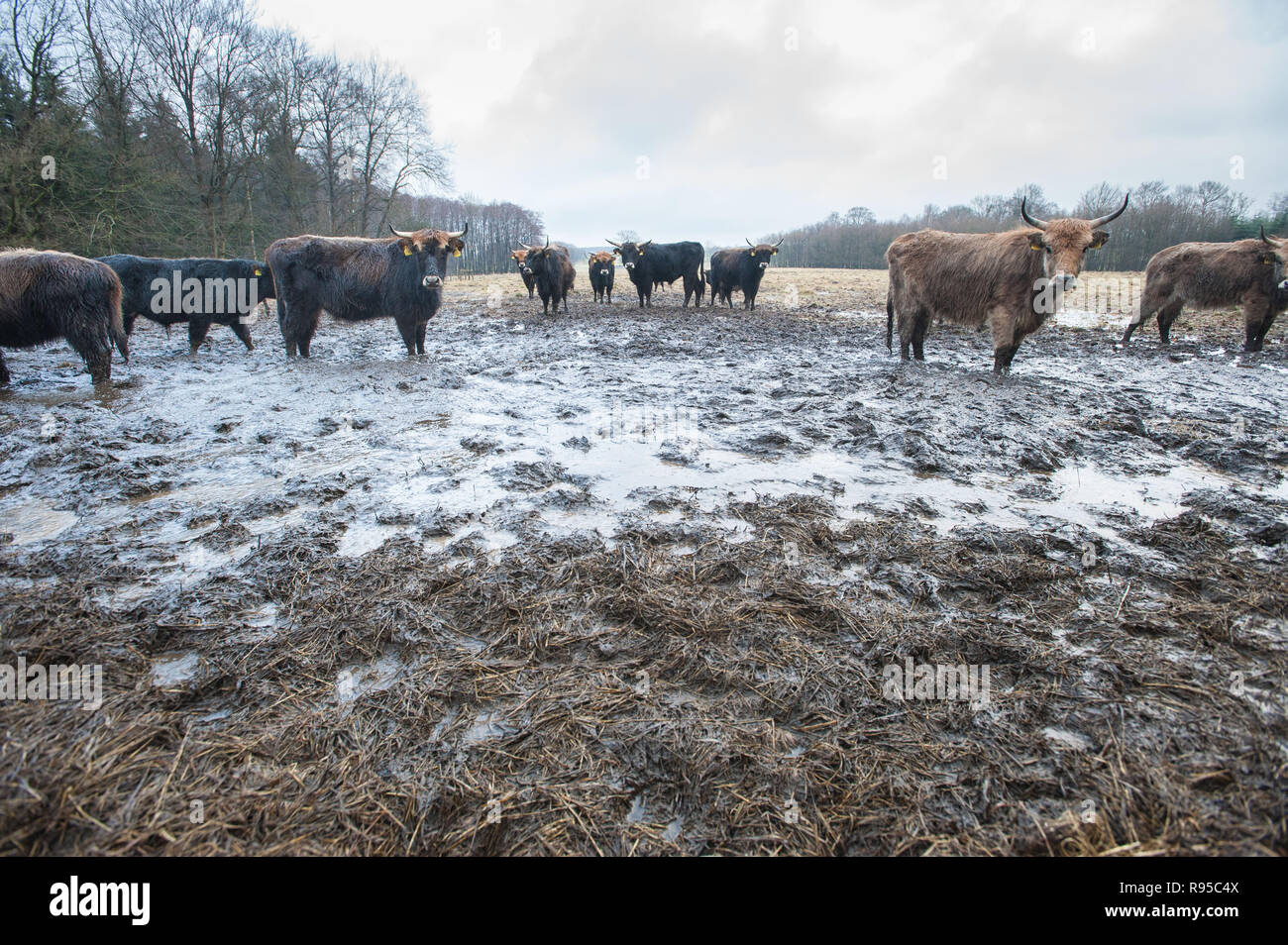 05.02.2013, Deutschland, Schleswig-Holstein, Aukrug - Heckrinder des Projekte ERNA im Naturpark Aukrug. ERNE e fuer Umfangreiche Robustrinderhaltung im N Stockfoto