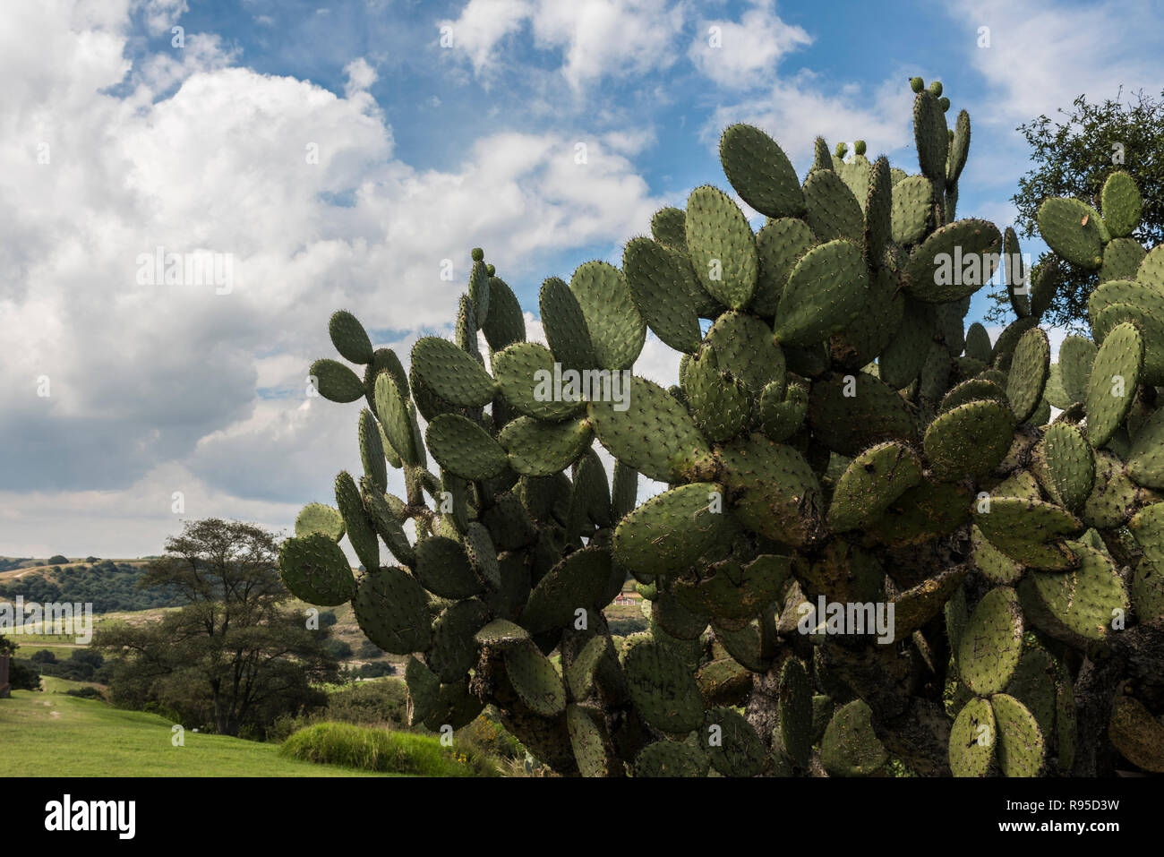 Nopal Kaktus Pflanze. Landschaft bei Tepozotlan, Mexiko Sate, Mexiko  Stockfotografie - Alamy