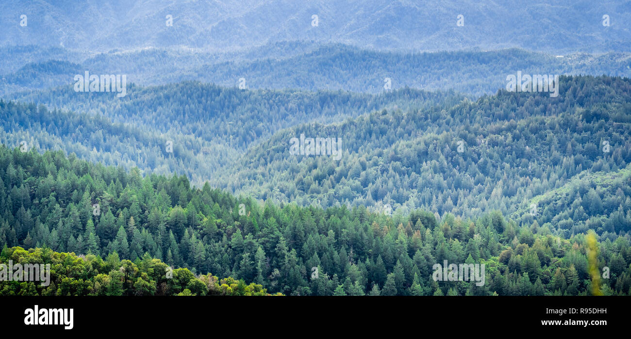 Panoramablick auf die Hügel und Schluchten in immergrünen Bäumen an einem nebligen Tag bedeckt, Santa Cruz Mountains, San Francisco Bay Area, Kalifornien Stockfoto