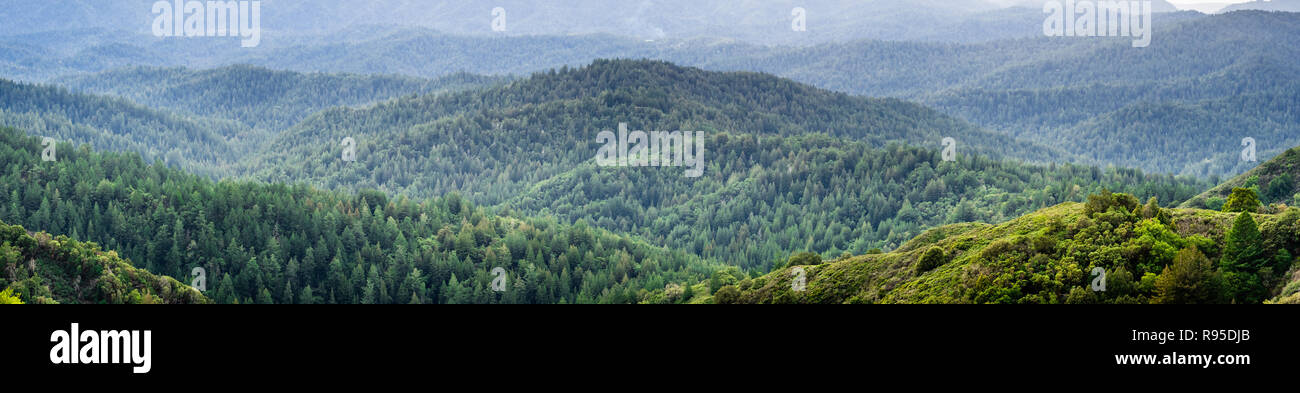 Panoramablick auf die Hügel und Schluchten in immergrünen Bäumen an einem nebligen Tag bedeckt, Santa Cruz Mountains, San Francisco Bay Area, Kalifornien Stockfoto
