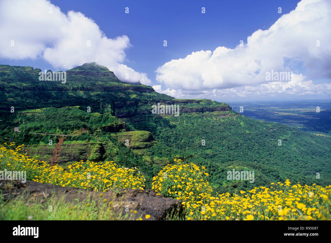 Berg- und Blumen, für immer aus den Augen, malshej Ghat, Maharashtra, Indien Stockfoto